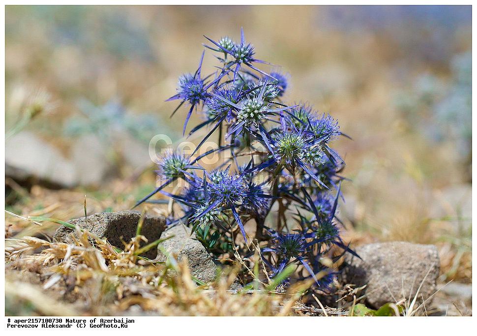 �����������, �����, ���������, �����, ��������, �����, �������, ����� �������, �������, ����, ��������, �����, ������������, ����������, ������ ��������, �����, ���������� ��������, ������������ ��������, ������������ ��������, ������, �����, XYZ, ���������, ������������, ������������, Umbelliferae, Apiaceae, ������������ ����������, ������������ �����������, ������������ �������, Eryngium caucasicum, Eryngium biebersteinianum, Eryngium caeruleum, Eryngium pskemense, Eryngium dichotomum