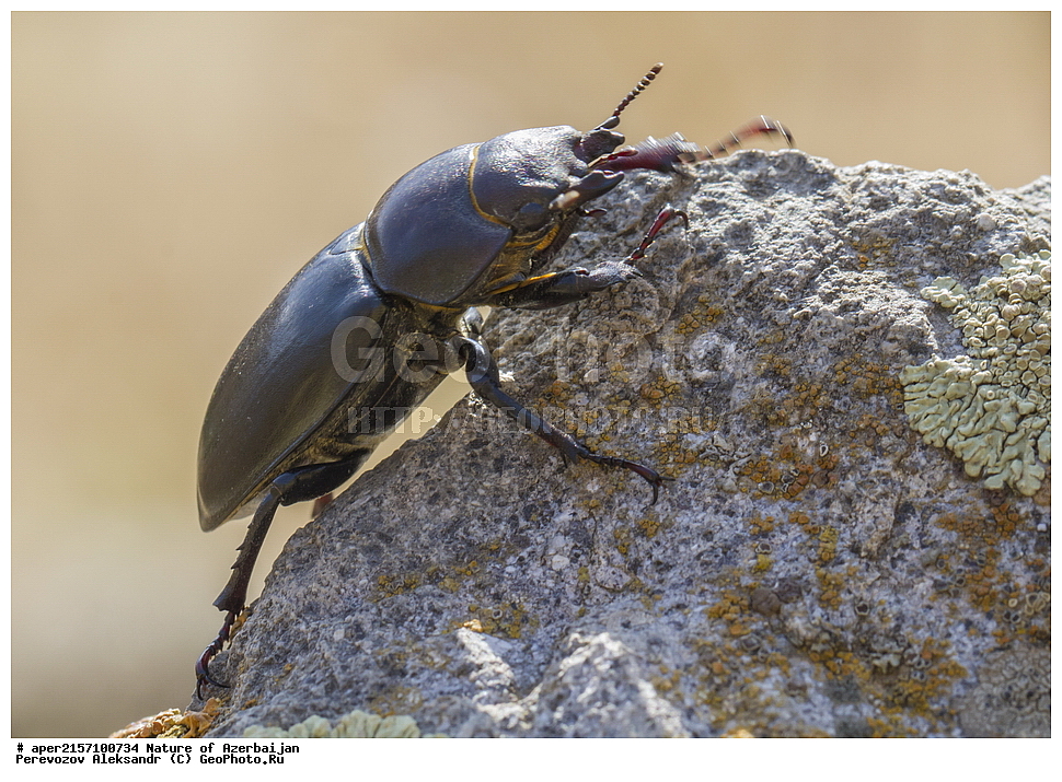 �����������, �����, ���������, �����, ��������, �����, �������, ����� �������, �������, ����, ��������, ���������, ���, �����, ������������, ������, ��������, ��������, ���������, ���������, ����, XYZ, ������, ��������������, ����-�����, Lucanidae, ������������ ���-�����, Lucanus ibericus, ��������������, �������������, ��������������