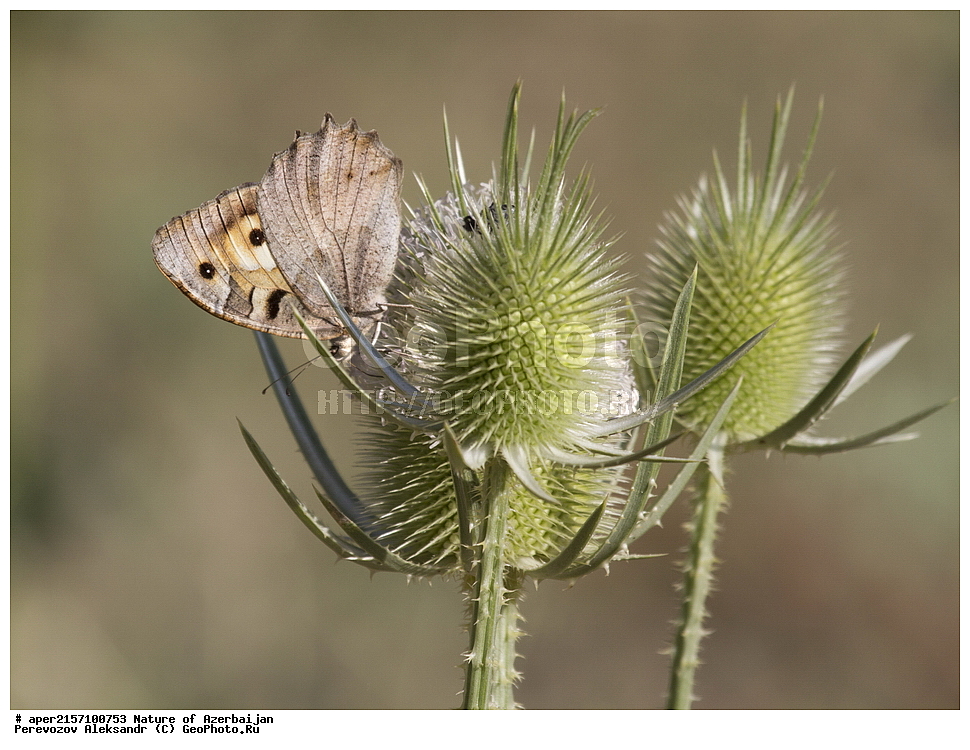 �����������, �����, ���������, �����, ��������, �����, �������, ����� �������, �������, ����, ��������, ���������, �������, �����������, ����������, ��������������, �������������, ��������������