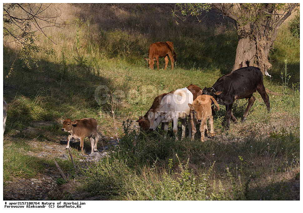 �����������, ������� ������, ������, ����,  ����, ���������, ����� ������, ����������, �����,  ����, ������