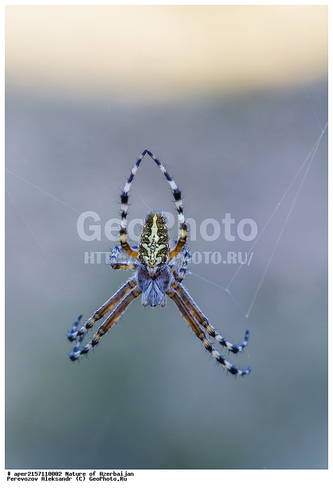 �����������, �����, ���������, �����, ��������, �����, �������, ����� �������, �������, ����, ��������, ���������, ����, �������, �������, ��������, ����-���, ��������, ��������, ���������, ���������, XYZ, �����-����������, Araneidae, ������� ��������, ����-���, Argiope bruennichi, ��������, ��������, ���������, ���������, XYZ, �����-����������, Araneidae, ������� ��������, ����-���, Argiope bruennichi, ��������������, �������������, ��������������