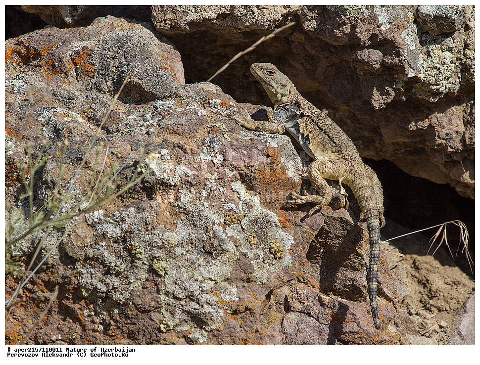 �����������, ������� ������, ������, ����,  ����, ���������, ����� ������, ����������, �����,  �����, ����������, �������, xxx, ��������, ��������, ��������������, ��������������, ��������, ��������, �������, �������, XYZ, ��������, Agamidae, ���������� �����, Laudakia caucasia, Paralaudakia caucasia, Stellio caucasicus, �����