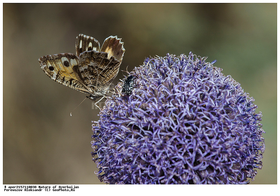 �����������, �����, ���������, �����, ��������, �����, �������, ����� �������, �������, ����, ��������, �����, ���������, �����������, ������ ��������, �����, ���������� ��������, ������������ ��������, ������������ ��������, ������, �����, XYZ, ��������, �������������, Asteraceae, Compositae, ��������� �����������, ��������� ����������, ��������� �������������, Echinops sphaerocephalus, Echinops erevanensis