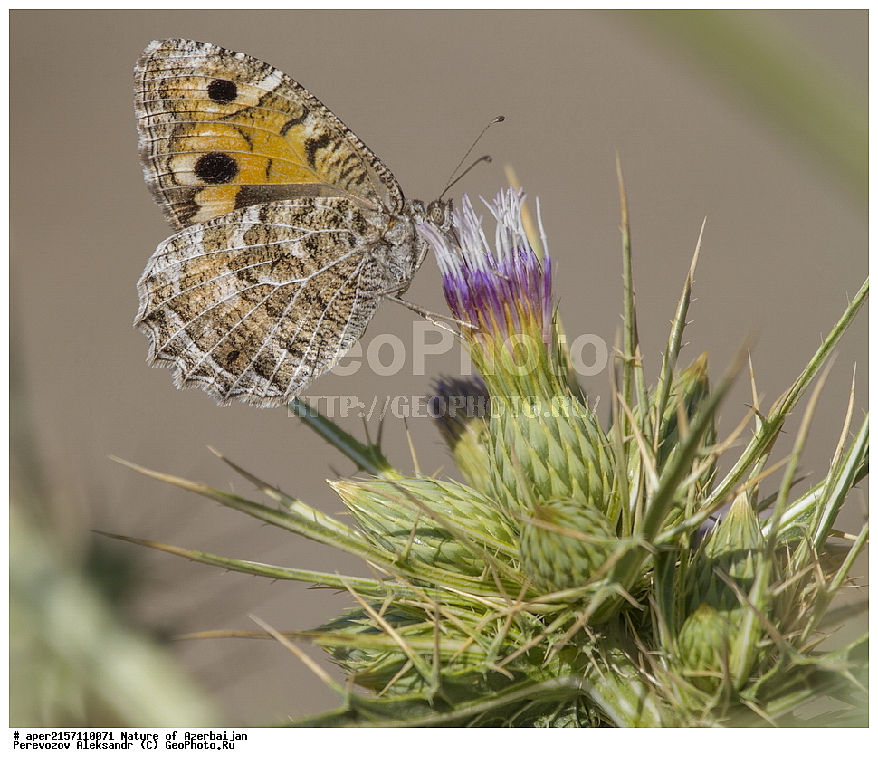 �����������, �����, ���������, �����, ��������, �����, �������, ����� �������, �������, ����, ��������, ���������, �������, �����������, ����������, ��������������, �������������, ��������������