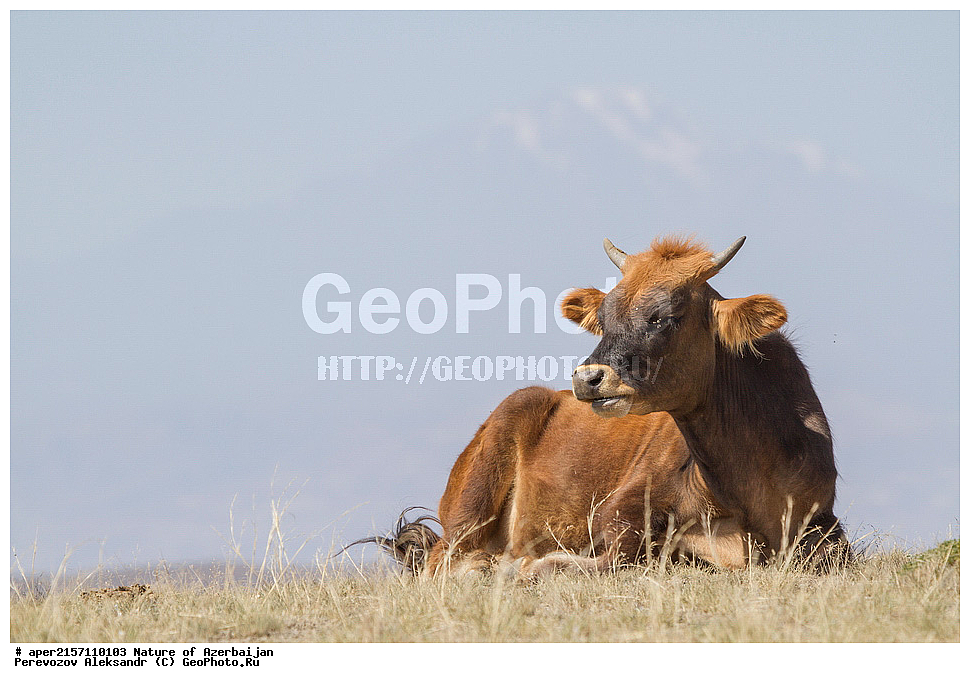 �����������, ������� ������, ������, ����,  ����, ���������, ����� ������, ����������, �����,  ����, ������