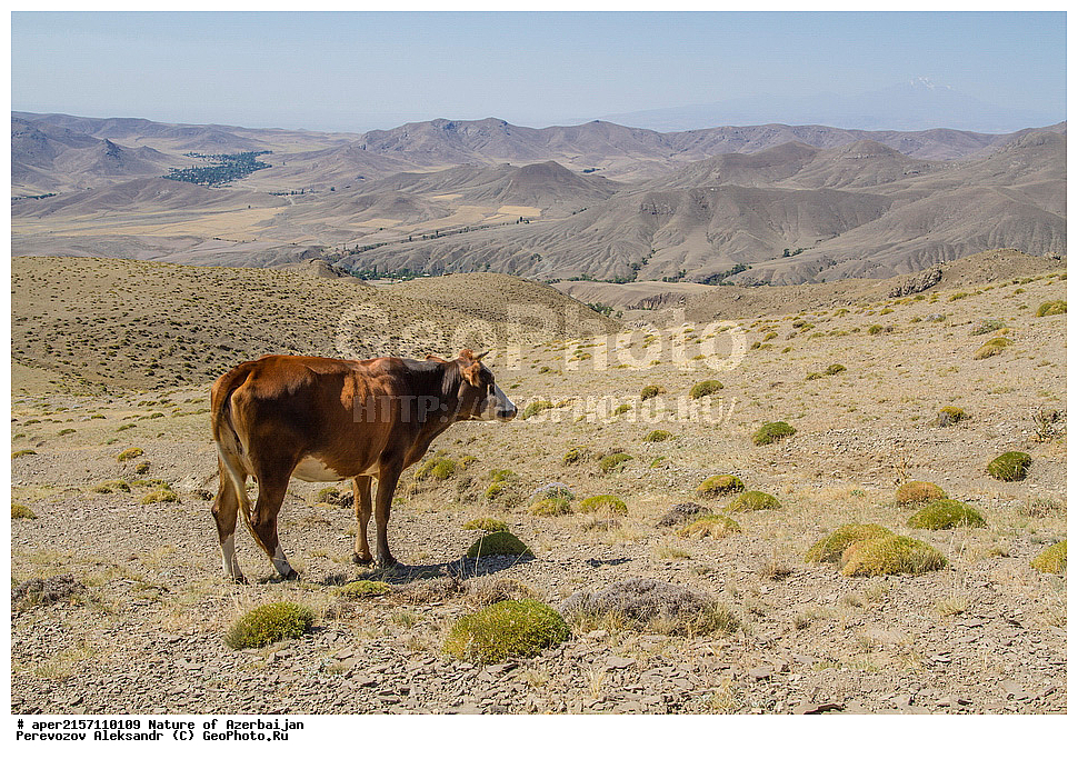 �����������, ������� ������, ������, ����,  ����, ���������, ����� ������, ����������, �����,  ����, ������