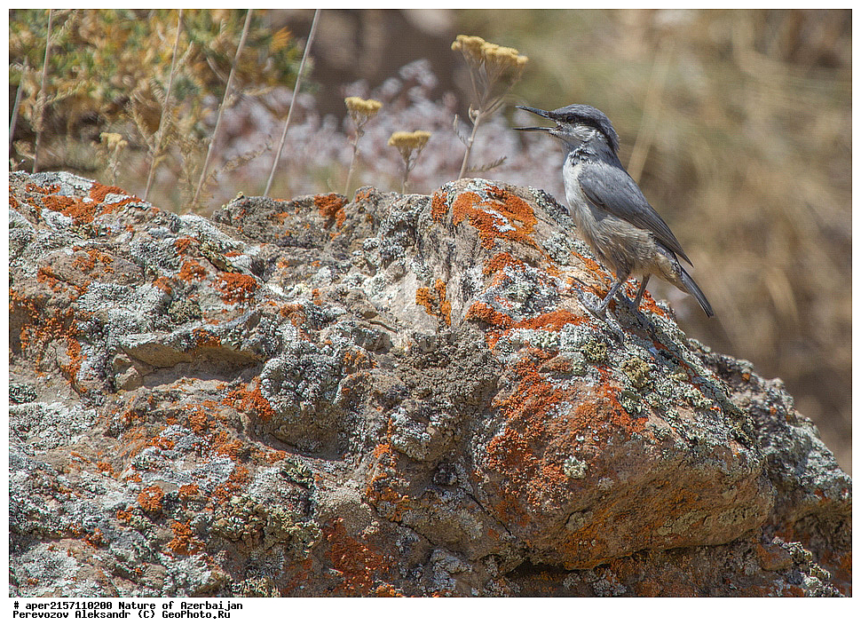 �����������, �����, ���������, �����, ��������, �����, �������, ����� �������, �������, �����, ����, ���������, ���������, ��������, ��������, �����, �����, ��������, �����������, XYZ, �����������, Sittidae, ����� �������� ���������