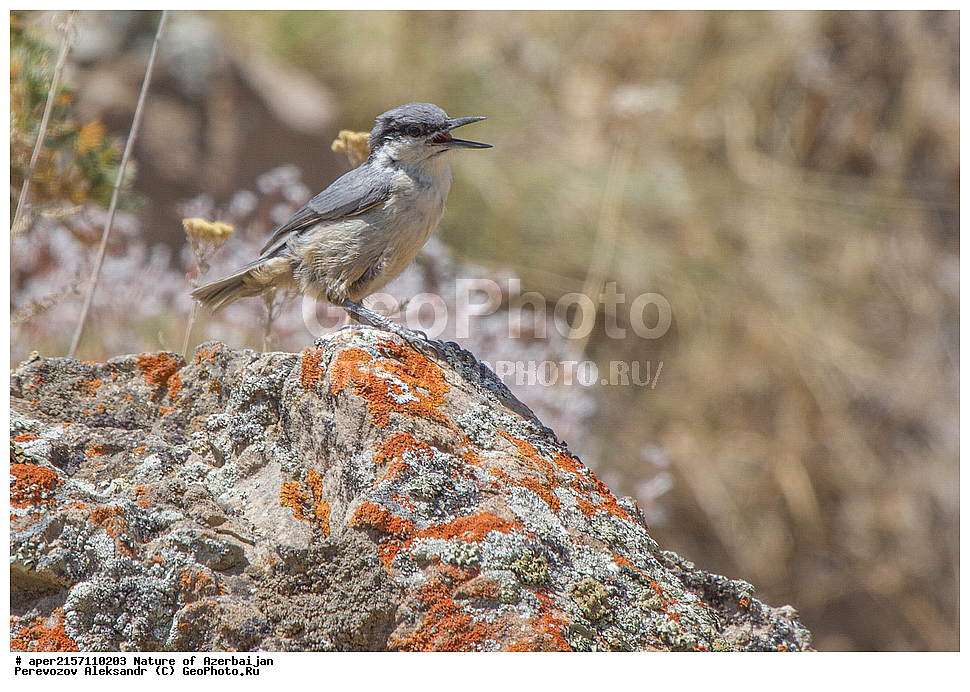 �����������, �����, ���������, �����, ��������, �����, �������, ����� �������, �������, �����, ����, ���������, ���������, ��������, ��������, �����, �����, ��������, �����������, XYZ, �����������, Sittidae, ����� �������� ���������