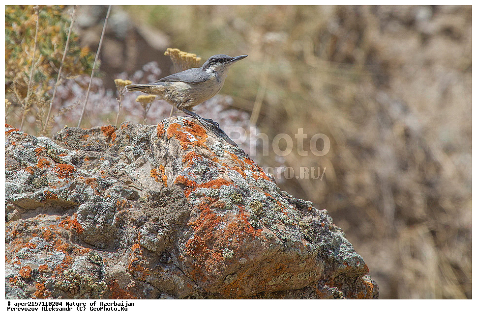 �����������, �����, ���������, �����, ��������, �����, �������, ����� �������, �������, �����, ����, ���������, ���������, ��������, ��������, �����, �����, ��������, �����������, XYZ, �����������, Sittidae, ����� �������� ���������