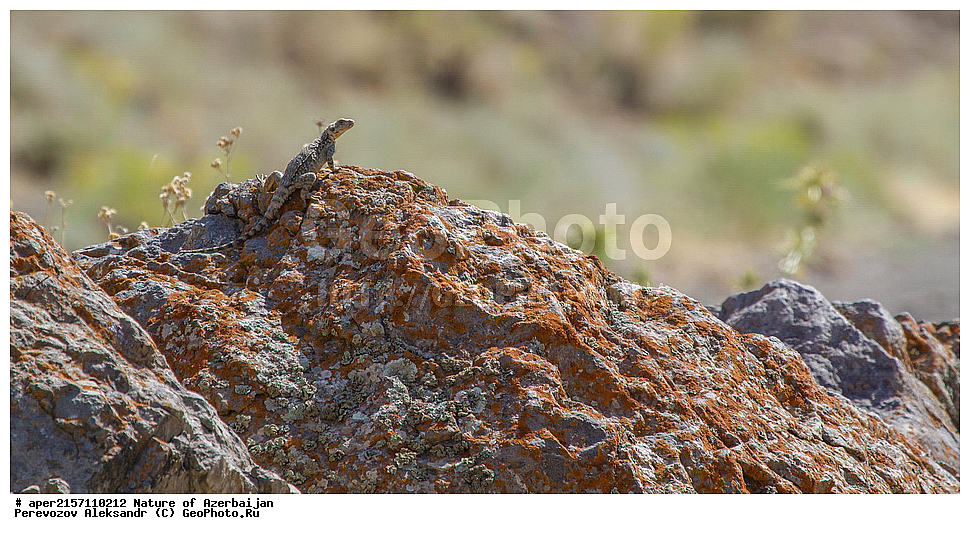 �����������, ������� ������, ������, ����,  ����, ���������, ����� ������, ����������, �����,  �����, ����������, �������, xxx, ��������, ��������, ��������������, ��������������, ��������, ��������, �������, �������, XYZ, ��������, Agamidae, ���������� �����, Laudakia caucasia, Paralaudakia caucasia, Stellio caucasicus, �����