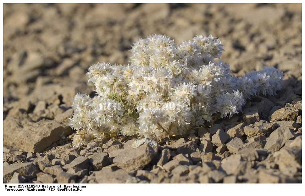 �����������, �����, ���������, �����, ��������, �����, �������, ����� �������, �������, ����, ��������, �����, ���������, ��������, ������������� ��������, Paronychia kurdica, ������ ��������, �����, ���������� ��������, ������������ ��������, ������������ ��������, ������, �����, XYZ, �����������, ����������, Caryophyllaceae, ������������� ��������, ��������� ��������, Paronychia kurdica