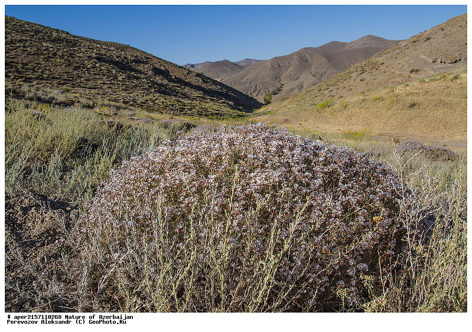 �����������, �����, ���������, �����, ��������, �����, �������, ����� �������, �������, ����, ��������, �����������, ����������, �����, ������ ��������, �����, ���������� ��������, ������������ ��������, ������������ ��������, ������, �����, XYZ, ������������, �����������, Plumbaginaceae, ����������� ����������, Acantholimon hohenackeri