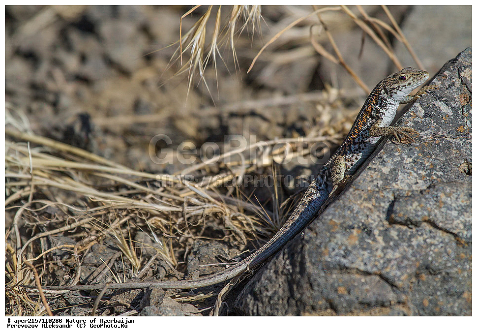 �����������, ������� ������, ������, ����,  ����, ���������, ����� ������, ����������, �����,  �������