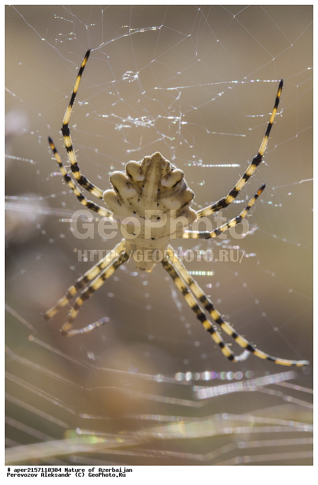 �����������, �����, ���������, �����, ��������, �����, �������, ����� �������, �������, ����, ��������, ���������, ����, �������, �������, ���������, ����-���, ��������, ��������, ���������, ���������, XYZ, �����-����������, Araneidae, ������� ���������, ��������� �������, Argiope lobata, ��������������, �������������, ��������������