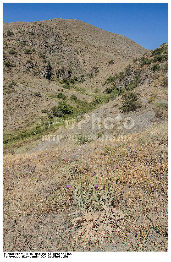 �����������, �����, ���������, �����, ��������, �����, �������, ����� �������, �������, ����, ��������, �����,  ��������, ���������������, ������ ��������, �����, ���������� ��������, ������������ ��������, ������������ ��������, ������, �����, XYZ, ��������, �������������, Asteraceae, Compositae, ��������� ���������������, �������� ���������������, Onopordum heteracanthum