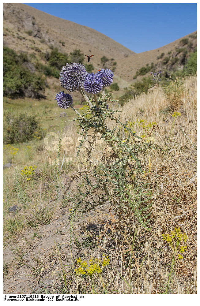 �����������, �����, ���������, �����, ��������, �����, �������, ����� �������, �������, ����, ��������, �����, ���������, �����������, ������ ��������, �����, ���������� ��������, ������������ ��������, ������������ ��������, ������, �����, XYZ, ��������, �������������, Asteraceae, Compositae, ��������� �����������, ��������� ����������, ��������� �������������, Echinops sphaerocephalus, Echinops erevanensis