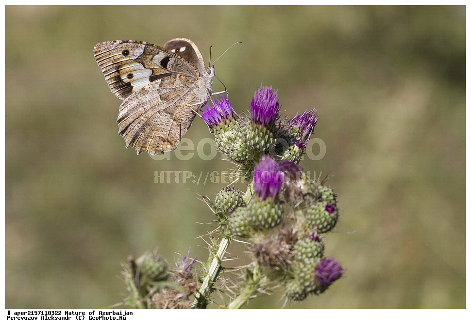 �����������, �����, ���������, �����, ��������, �����, �������, ����� �������, �������, ����, ��������, ���������, �������, �����������, ����������, ��������������, �������������, ��������������