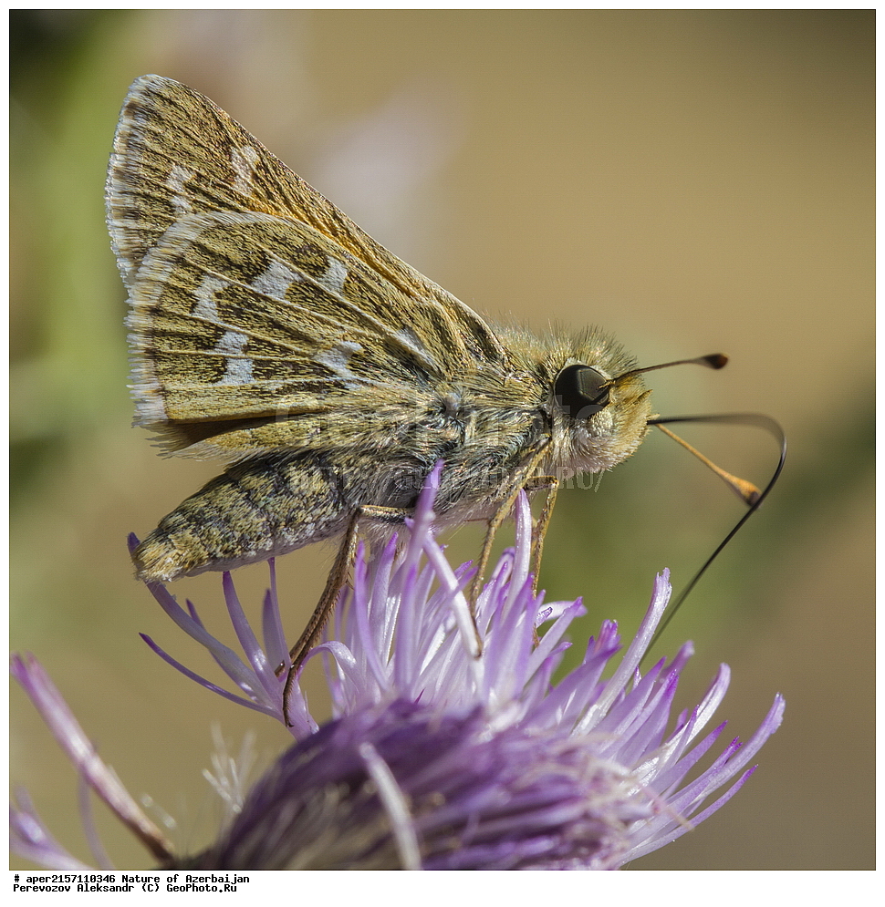 �����������, �����, ���������, �����, ��������, �����, �������, ����� �������, �������, ����, ��������, ���������, �������, �����������, �������������, ��������������, �������������, ��������������