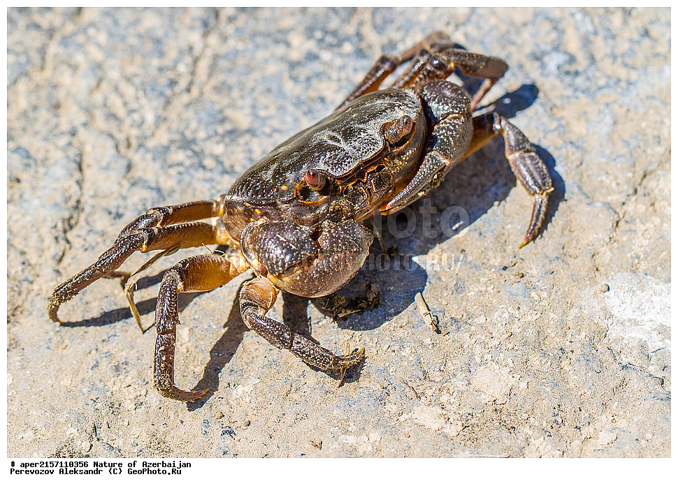 �����������, ������� ������, ������, ����,  ����, ���������, ����� ������, ����������, �����,  ����, ������������, xxx