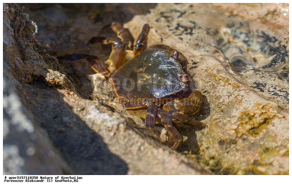 �����������, ������� ������, ������, ����,  ����, ���������, ����� ������, ����������, �����,  ����, ������������, xxx