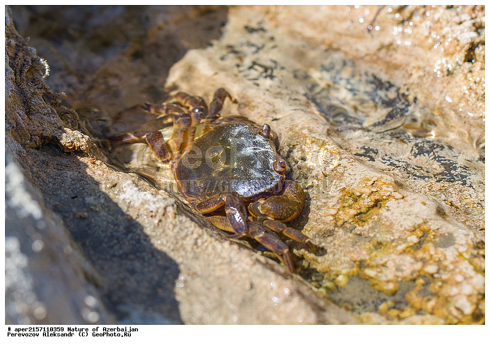 �����������, ������� ������, ������, ����,  ����, ���������, ����� ������, ����������, �����,  ����, ������������, xxx