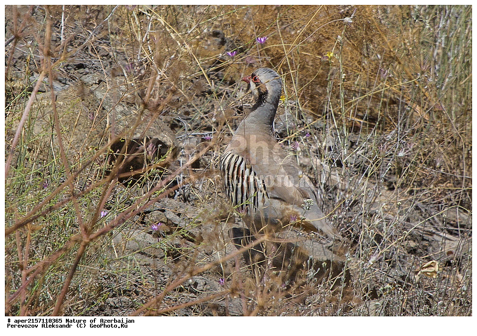 �����������, �����, ���������, �����, ��������, �����, �������, ����� �������, ������, �������, �����, ����, ������, �������, ������������, ��������, ��������, �����, �����, ��������, �����������, XYZ, ���������, Phasianidae, ��������� ������, ��������� ������ �������, ��������� �������� ���������, �������� ���������