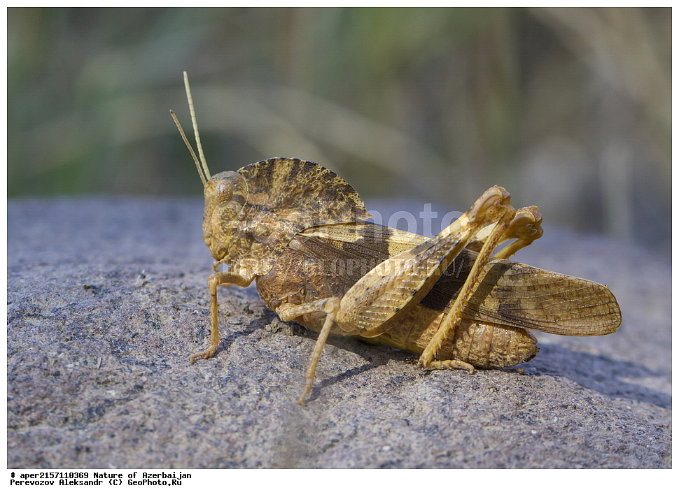 �����������, �����, ���������, �����, ��������, �����, �������, ����� �������, �������, ����, ��������, ���������, �������, ���������, , ��������, ��������, ���������, ���������, XYZ, ��������� ����������, Acrididae, ��������� ����������, ��������� �����������, ������� ���������, �������-���������, ������� ���������, �������-���������, Pyrgodera armata, ��������������, �������������, ��������������