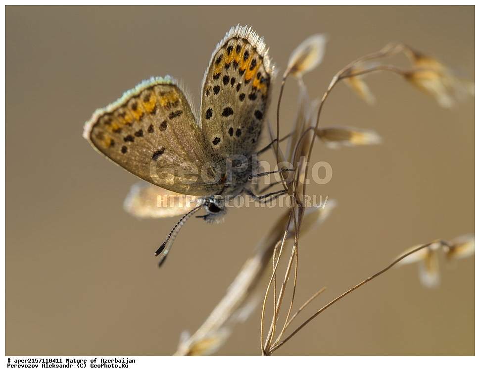 �����������, �����, ���������, �����, ��������, �����, �������, ����� �������, �������, ����, ��������, ���������, �������, �����������, ���������, ��������������, �������������, ��������������