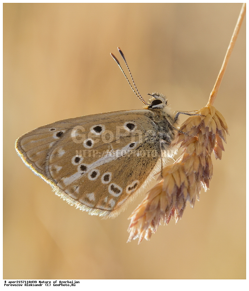 �����������, �����, ���������, �����, ��������, �����, �������, ����� �������, �������, ����, ��������, ���������, �������, �����������, ���������, ��������������, �������������, ��������������