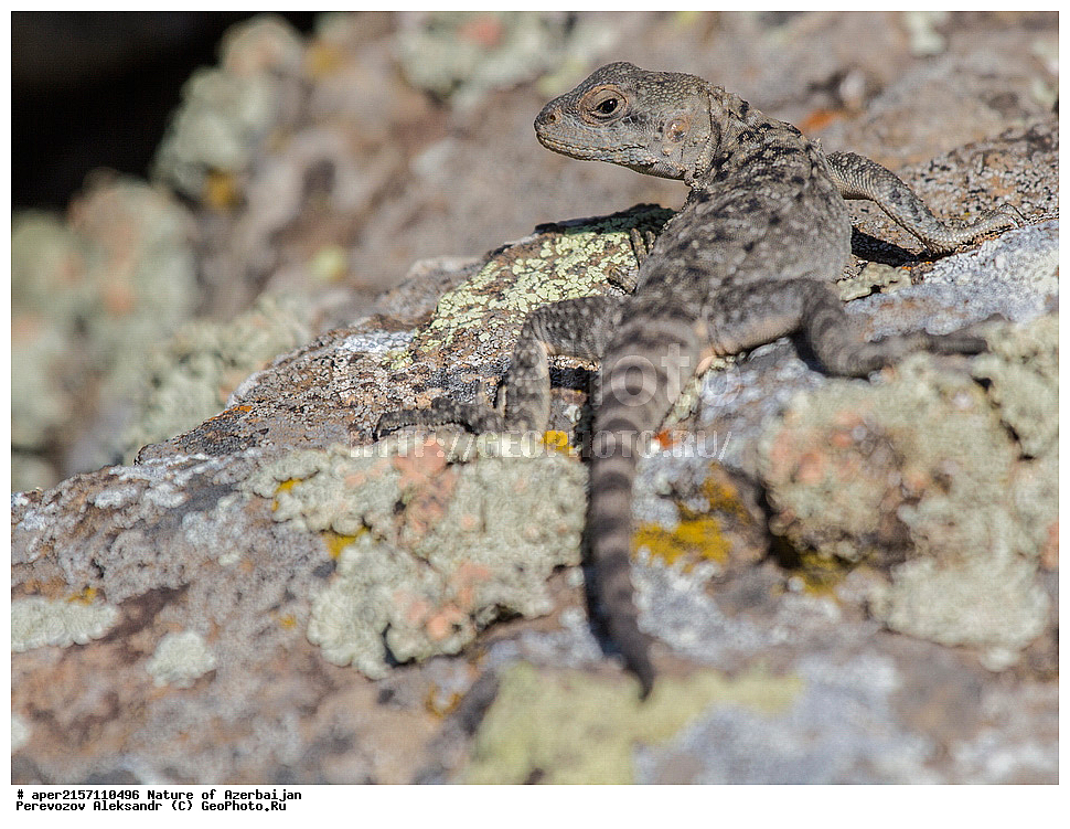 �����������, ������� ������, ������, ����,  ����, ���������, ����� ������, ����������, �����,  �����, ����������, �������, xxx, ��������, ��������, ��������������, ��������������, ��������, ��������, �������, �������, XYZ, ��������, Agamidae, ���������� �����, Laudakia caucasia, Paralaudakia caucasia, Stellio caucasicus, �����