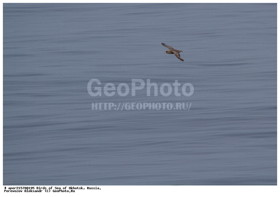 �������� ����, ��������, ��������, ��������, ������� �����, ������� �����, �����������, �����, �����, �����, ������� ������, ������, Fulmarus glacialis, Procellariidae, ���������������, ��������, XYZ