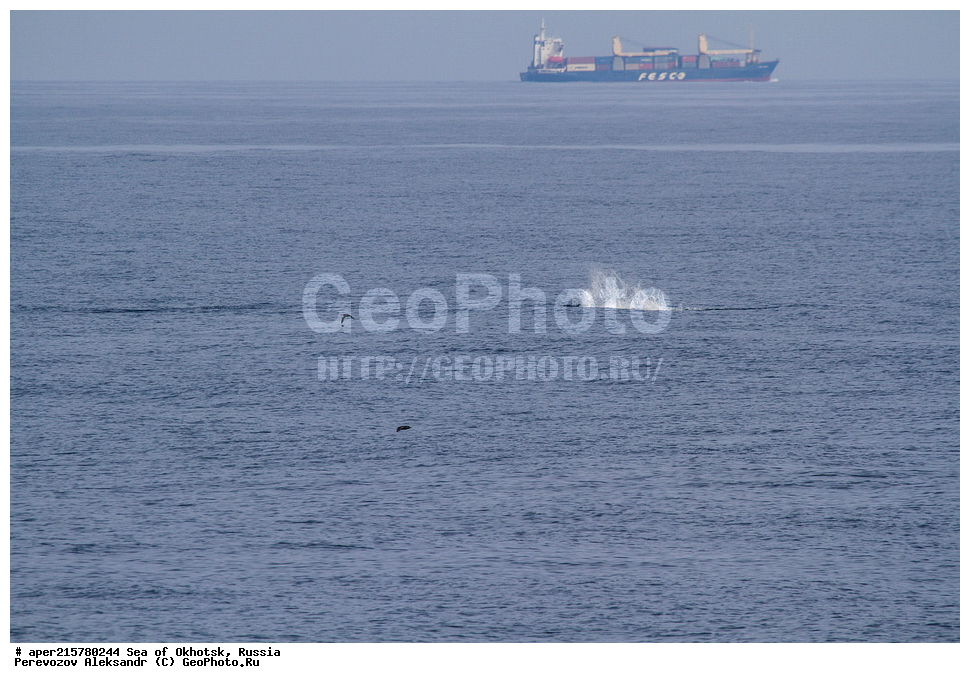 �������� ����, ����, ������, ������� ������, ����, �������������, �����, ��������, ��������, ������� �����, ������� �������������, ������� �������������, ������� �����, ������, ���, Balaenoptera physalus, XYZ