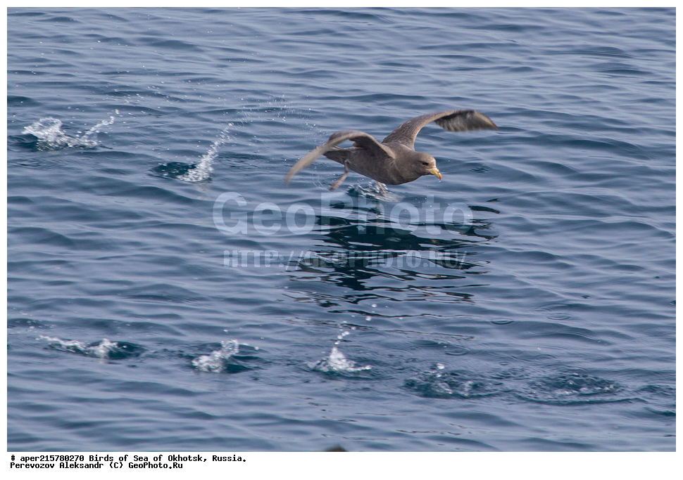 �������� ����, ��������, ��������, ��������, ������� �����, ������� �����, �����������, �����, �����, �����, ������� ������, ������, Fulmarus glacialis, Procellariidae, ���������������, ��������, XYZ