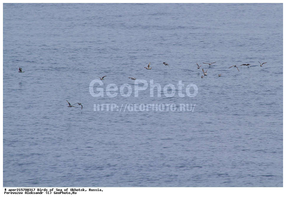 �������� ����, ��������, ��������, ��������, ������� �����, ������� �����, �����������, �����, �����, �����, ������� ������, ����� �������, ����������, , XYZ ����������, Hydrobatidae, ����� ����������� �������, Oceanodroma furcata