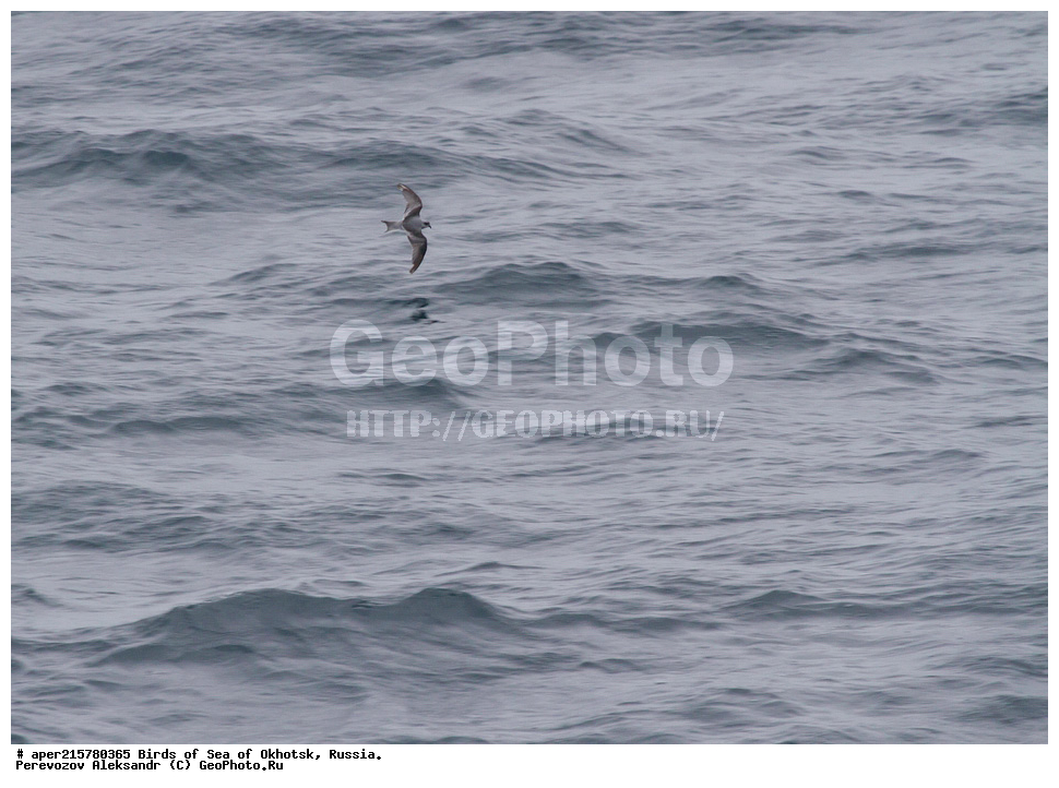 �������� ����, ��������, ��������, ��������, ������� �����, ������� �����, �����������, �����, �����, �����, ������� ������, ����� �������, ����������, , XYZ ����������, Hydrobatidae, ����� ����������� �������, Oceanodroma furcata