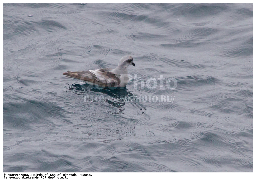 �������� ����, ��������, ��������, ��������, ������� �����, ������� �����, �����������, �����, �����, �����, ������� ������, ����� �������, ����������, , XYZ ����������, Hydrobatidae, ����� ����������� �������, Oceanodroma furcata