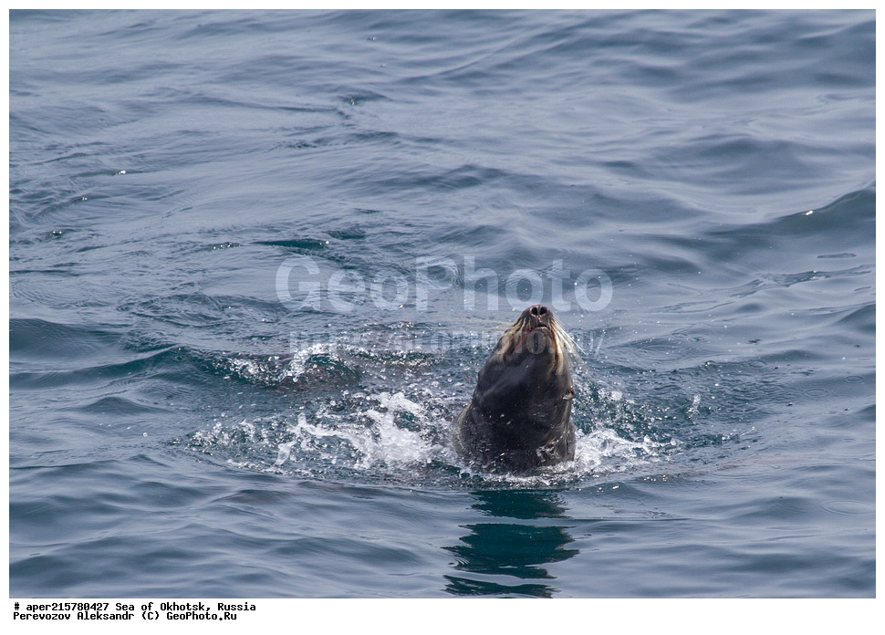 �������� ����, ����, ������, ������� ������, ����, �������������, �����, ���, ������� ���, �����, ������� �����, Callorhinus ursinus, Callorhinus ursinus, Otariidae, ��������, ������� ���, �������� ������� �����, ����� �����, ������� ������, ��������, ������� �����, ������� �������������, ������� �������������, ������� �����  , XYZ