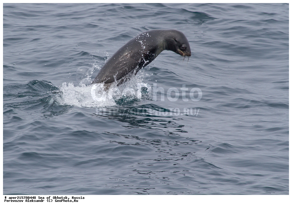 �������� ����, ����, ������, ������� ������, ����, �������������, �����, ���, ������� ���, �����, ������� �����, Callorhinus ursinus, Callorhinus ursinus, Otariidae, ��������, ������� ���, �������� ������� �����, ����� �����, ������� ������, ��������, ������� �����, ������� �������������, ������� �������������, ������� �����  , XYZ