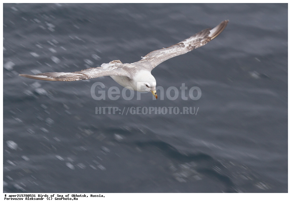 �������� ����, ��������, ��������, ��������, ������� �����, ������� �����, �����������, �����, �����, �����, ������� ������, ������, Fulmarus glacialis, Procellariidae, ���������������, ��������, XYZ