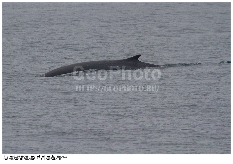 �������� ����, ����, ������, ������� ������, ����, �������������, �����, ��������, ��������, ������� �����, ������� �������������, ������� �������������, ������� �����, ������, ���, Balaenoptera physalus, XYZ