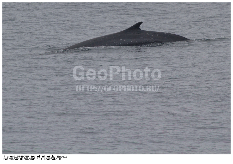 �������� ����, ����, ������, ������� ������, ����, �������������, �����, ��������, ��������, ������� �����, ������� �������������, ������� �������������, ������� �����, ������, ���, Balaenoptera physalus, XYZ