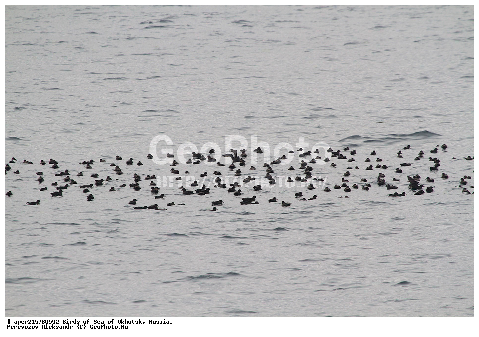 �������� ����, ��������, ��������, ��������, ������� �����, ������� �����, �����������, �����, �����, �����, ������� ������, ����������� �����������, �����������, , XYZ, ���������������, Procellariidae, Puffinus tenuirostris