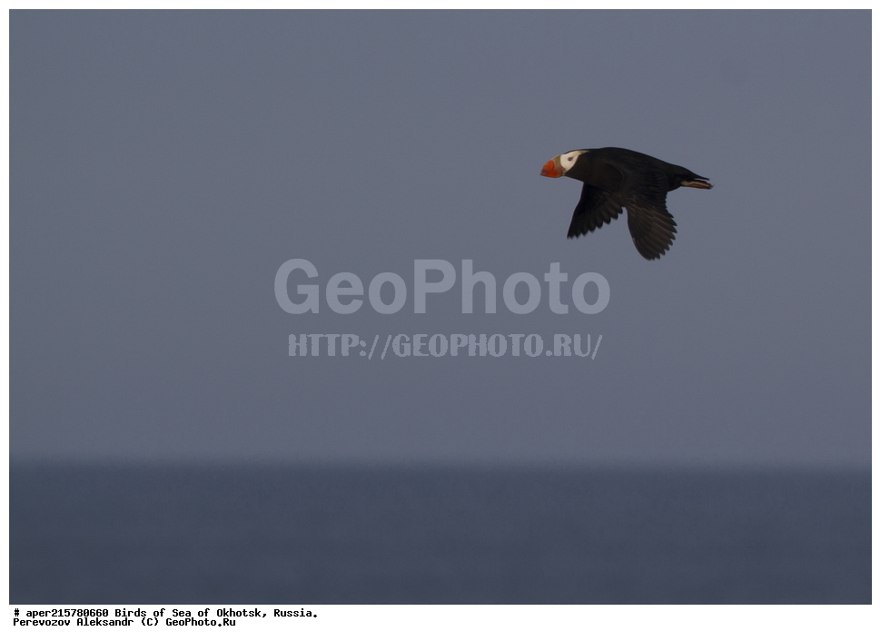  �������� ����, ��������, ��������, ��������, ������� �����, ������� �����, �����������, �����, �����, �����, ������� ������, �������, �������, Fratercula cirrhata, Lunda cirrhata, XYZ, ����������, Alcidae, �������