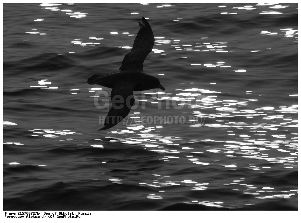 ��������, �������� ����, ������, ��������, ����, ������, ������� ������, ����, ����, ������, ��������, XYZ