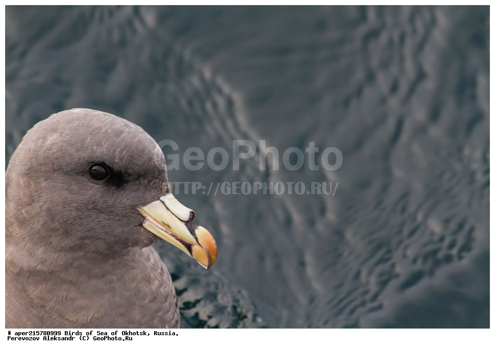 �������� ����, ��������, ��������, ��������, ������� �����, ������� �����, �����������, �����, �����, �����, ������� ������, ������, Fulmarus glacialis, Procellariidae, ���������������, ��������, XYZ