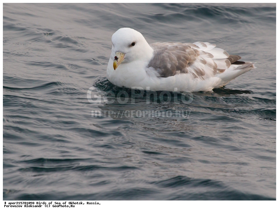 �������� ����, ��������, ��������, ��������, ������� �����, ������� �����, �����������, �����, �����, �����, ������� ������, ������, Fulmarus glacialis, Procellariidae, ���������������, ��������, XYZ