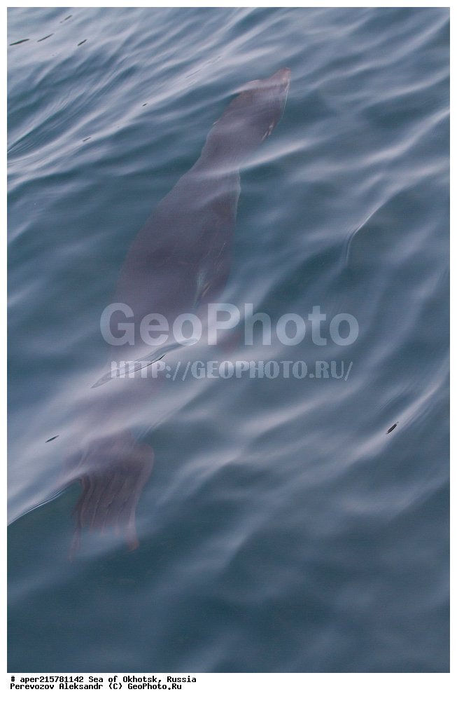 �������� ����, ����, ������, ������� ������, ����, �������������, �����, ���, ������� ���, �����, ������� �����, Callorhinus ursinus, Callorhinus ursinus, Otariidae, ��������, ������� ���, �������� ������� �����, ����� �����, ������� ������, ��������, ������� �����, ������� �������������, ������� �������������, ������� �����  , XYZ