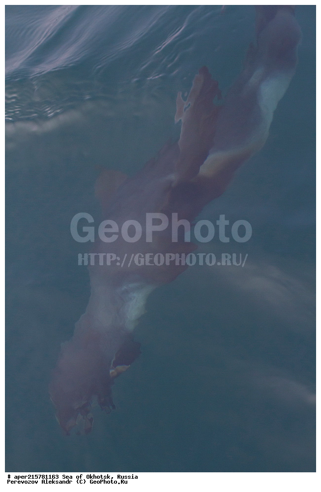 �������� ����, ����, ������, ������� ������, ����, �������������, �����, ���, ������� ���, �����, ������� �����, Callorhinus ursinus, Callorhinus ursinus, Otariidae, ��������, ������� ���, �������� ������� �����, ����� �����, ������� ������, ��������, ������� �����, ������� �������������, ������� �������������, ������� �����  , XYZ