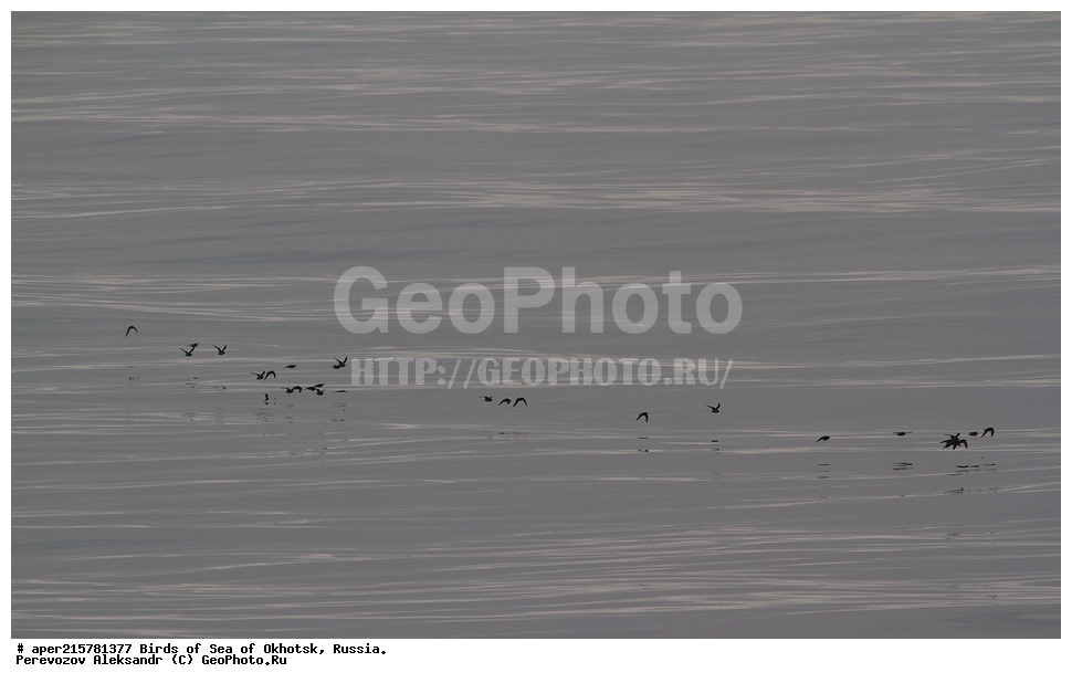 �������� ����, ��������, ��������, ��������, ������� �����, ������� �����, �����������, �����, �����, �����, ������� ������, ����������� ���������, XYZ, ���������, Scolopacidae, �����, ������, Phalaropus lobatus