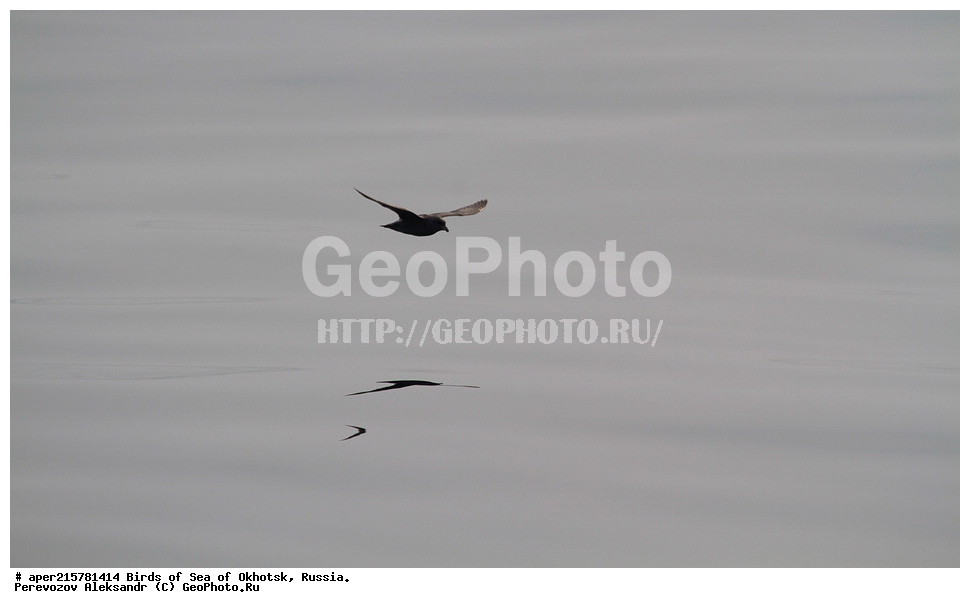 �������� ����, ��������, ��������, ��������, ������� �����, ������� �����, �����������, �����, �����, �����, ������� ������, ������, Fulmarus glacialis, Procellariidae, ���������������, ��������, XYZ